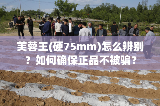 芙蓉王(硬75mm)怎么辨别？如何确保正品不被骗？